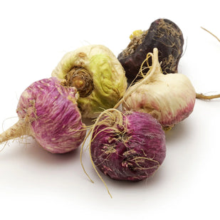 Maca Root